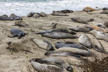 Elephant Seals Big Sur California