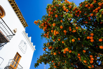 Plaza de los Naranjos, Marbella, Andalusia, Spain - obrazy, fototapety, plakaty