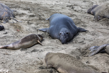 Elephant Seals Big Sur California