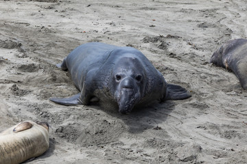 Elephant Seals Big Sur California