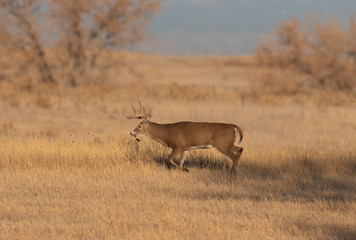 Whitetail Deer Duck in Colorado in Fall