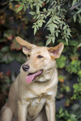 brown dog among greenery