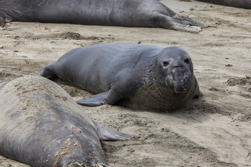 Elephant Seals Big Sur California