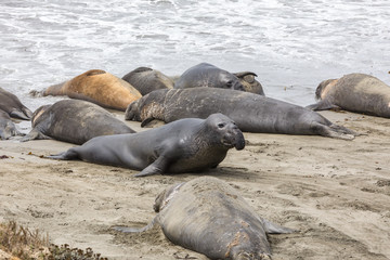 Fototapeta premium Elephant Seals Big Sur California