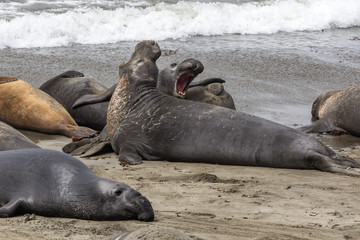 Elephant Seals Big Sur California