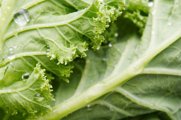 Fresh organic cabbage leaves in morning dew. Kale cabbage closeup. Macro shot of cabbage leaves early in the morning.