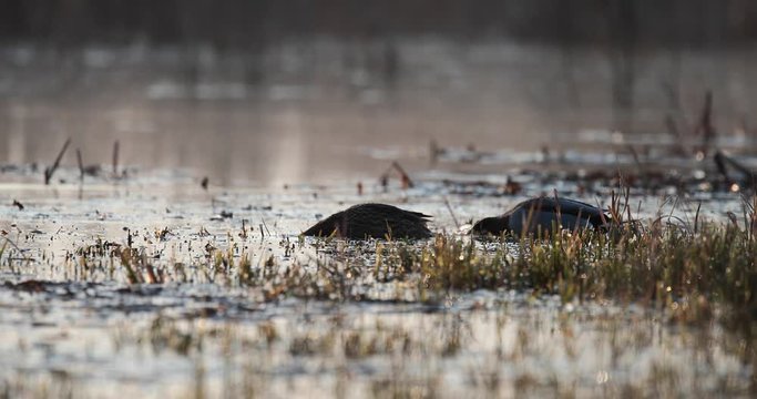 couple de canard colvert se nourissant au matin