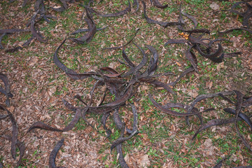 Gleditsia triacanthos inermis