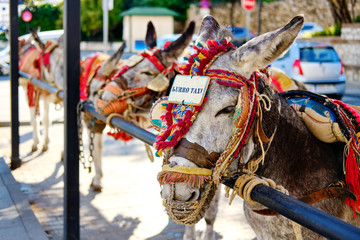 Donkey taxi landmark in Mijas white-washed spanish village. Lot of donkey taxis waiting for tourists to come and ride them through the village. Costa del Sol, Andalusia, Spain, Europe