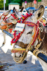 Donkey taxi landmark in Mijas whitewashed spanish village. Lot of donkey taxis waiting for tourists to come and ride them through the village. Costa del Sol, Andalusia, Spain, Europe, close up view