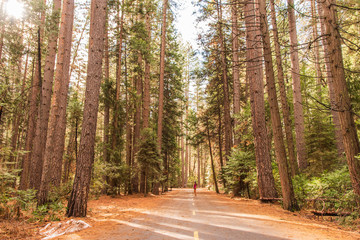 Woman Standing on Road Lined by Giant Redwood Trees