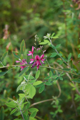 Lespedeza bicolor