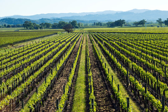 Looking out over a vineyard in the Alexander Valley appellation of the Sonoma Wine Country in the Spring near Healdsburg, CA.