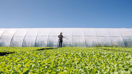 Pretty farmer irrigates green young seedlings on the field near the greenhouse