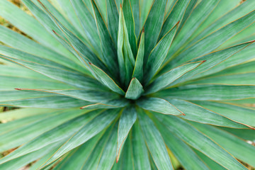 green tropical flower close up. hypnotizing background