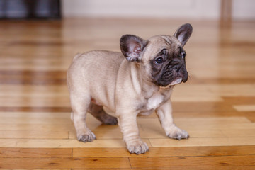 French bulldog puppies standing on the floor of the house. the concept of cute, funny pets