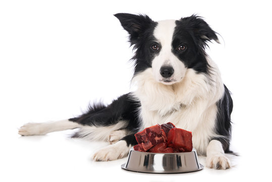 Young border collie dog with a food bowl with meat isolated on white background