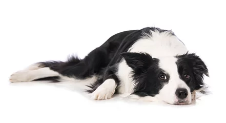 Foto auf Acrylglas Young border collie dog lying isolated on white background © DoraZett