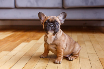 funny French bulldog puppy sitting on the floor at home