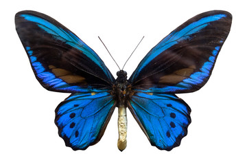 Classic Blue butterfly isolated on white background.