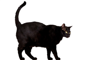 black cat
