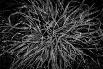 Gras mit Regentropfen