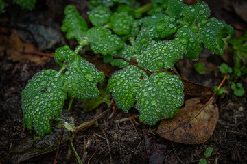 Blätter mit Regentropfen