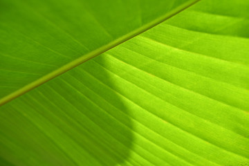 A greenish banana leaf with beautiful pattern of nerves. Perfect picture template