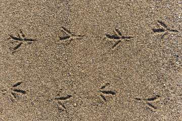 Close-up of bird tracks on the sand in sunset light.
