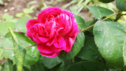 Pink rose on a green leaf background