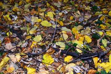 Obraz premium Leaf carpet in an autumn day