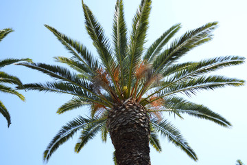 Beautiful palm tree on a isolated background.