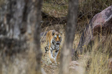 kanha tiger on scent marking and patrolling territory walking in kanha grassland. Scenic landscape and habitat image of wild bengal tiger at kanha national park or tiger reserve, madhya pradesh, india