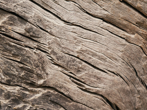 Closeup of a bark of olive trees an abstract effect of texture