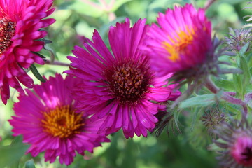 Obraz premium triple pink flower