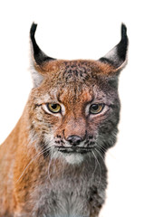 Obraz premium Eurasian lynx (Lynx lynx) close-up portrait against white background