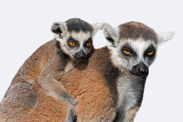 Ring-tailed lemur (Lemur catta) female with young on her back against white background
