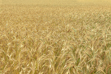 Background. Field with wheat plantings in the early summer. Close-up.