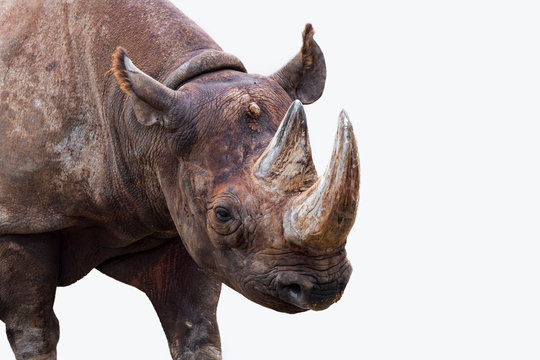 Black Rhinoceros / Black Rhino / Hook-lipped Rhinoceros (Diceros Bicornis) Close-up Of Head And Horn Against White Background