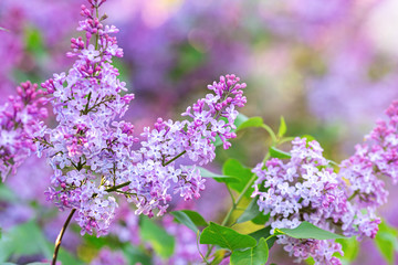 Lilac spring flowers bunch. Beautiful blooming violet lilac flower in a garden, closeup. Spring...