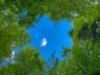 Blick durch die Baumkronen eines Waldes