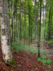 Buchen und Birken in einem Wald
