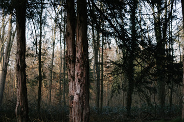 D&uuml;sterer, etwas ungesund aussehende B&auml;ume in einem Wald