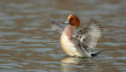 Wigeon Wing Flapping