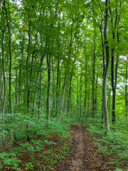 Ein Waldweg lädt zum Entspannen ein