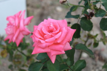pink rose in the garden