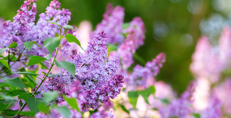 Lilac spring flowers bunch. Beautiful blooming violet lilac flower in a garden, closeup. Spring blossom. Horizontal banner