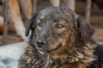 closeup portrait sad homeless abandoned dog in shelter