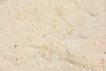 A Sandy Beach With Small Shells