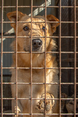 closeup portrait sad dog puppy locked in the cage. homeless dog concept